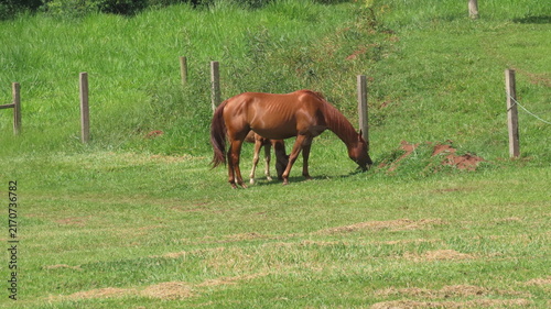 horse and foal