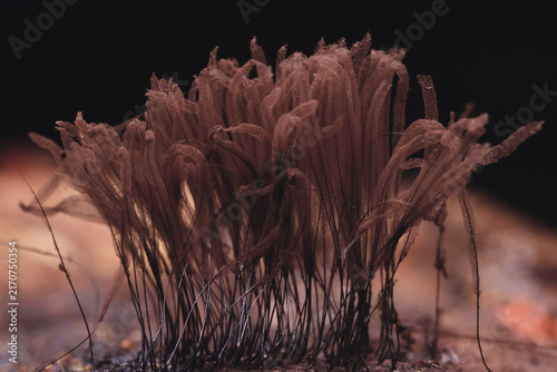 Plasmodium, small unusual mushrooms, mushroom spores, mycelium macro photo