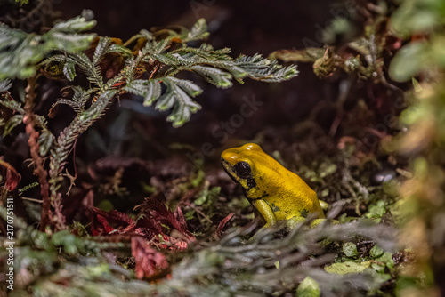 Canvastavla Golden poison frog or Phyllobates bicolor sitting among green moss and forest le