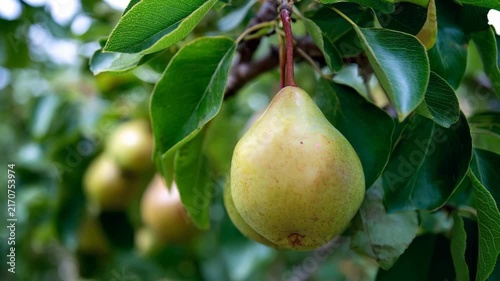 A ripe pear hangs from a tree branch, surrounded by green leaves. The pear is slightly yellow-green and has a smooth skin. In the background, other pears are visible on the tree