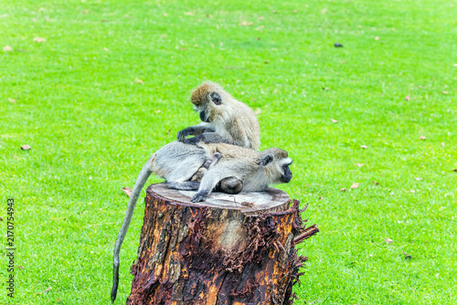 Obraz na płótnie Two vervet monkeys