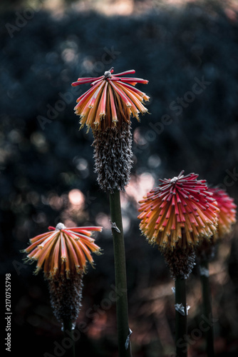 Принти на полотні Close-up of vibrant red and orange red-hot poker flowers against a dark, moody b