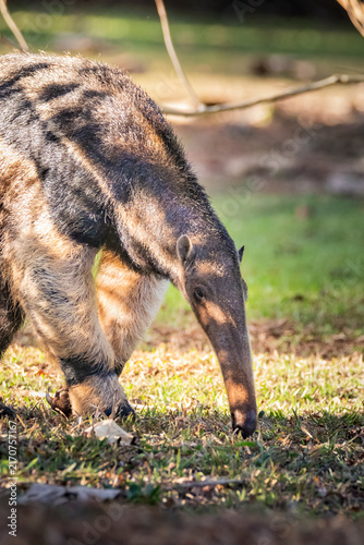 Myrmecophaga tridactyla or Tamandua Bandeira. This animal is very rare in Brazilian forests