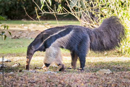 Myrmecophaga tridactyla or Tamandua Bandeira. This animal is very rare in Brazilian forests