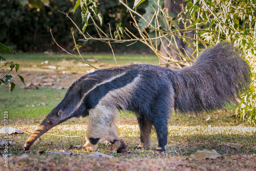 Myrmecophaga tridactyla or Tamandua Bandeira. This animal is very rare in Brazilian forests