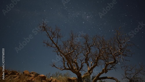 Night photography of star trails in Africa, dry tree in the foreground, African landscape. Timelapse.