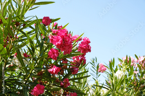 Pink oleander blossoms in full bloom with glossy green foliage, a vibrant ornamental shrub for garden, landscape, and nature themes.
