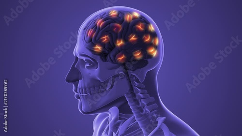Brain Anatomy Showing Bright Neural Activity