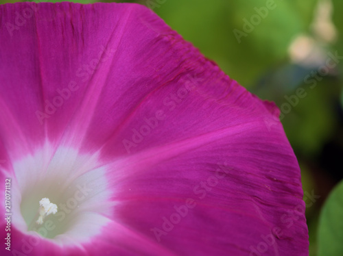 Canvastavla 蒸し暑い8月に美しく咲いた色彩豊かな朝顔の花