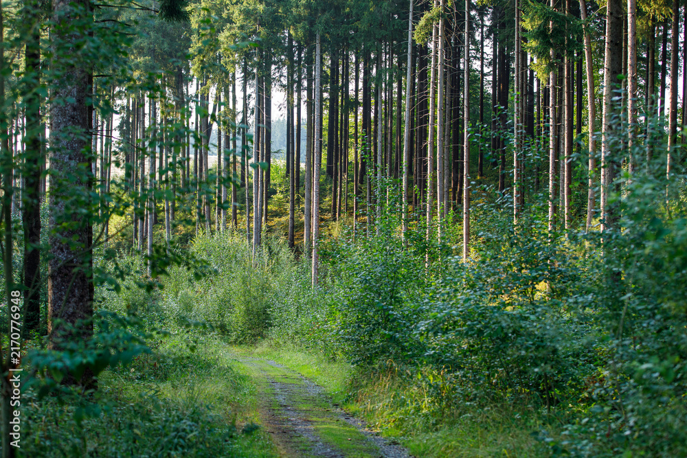 Fototapeta premium Peaceful forest path winding through a dense, green woodland with tall trees and lush undergrowth.