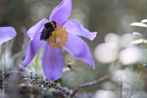 Foto Spring flowers: bells, pasqueflowers