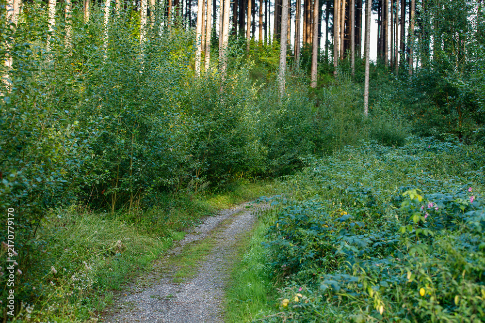 Fototapeta premium Narrow gravel path winding through lush green bushes and tall trees in a serene summer forest.
