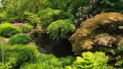 Photography Japanese garden in sunny spring day