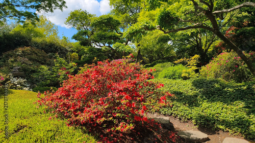 Canvas Print Japanese garden in sunny spring day