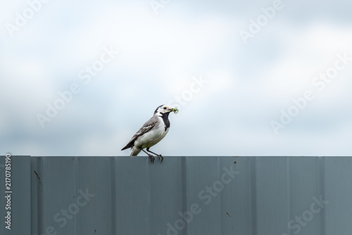 Obraz na plátne White wagtail bird sitting on metal fence with food in beak