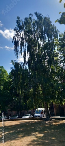 Fotografie Trees on a late summer afternoon, Abbey Square, Chester.