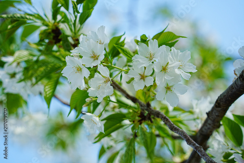White Cherry Blossoms in Spring at Kumamoto Central Park, Japan