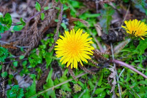 Yellow Dandelion Flower at Aso Shrine in Kumamoto, Japan