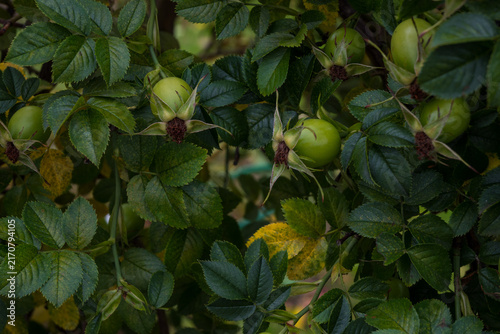 Canvas Print A closeup of unripe green rose hips with dried sepals hanging among dark green serrated rose leaves