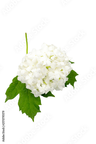 Viburnum opulus, variety Buldenezh, blooms with white spherical inflorescences isolated against a white background