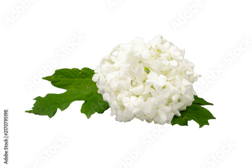 Foto Viburnum opulus, variety Buldenezh, blooms with white spherical inflorescences i