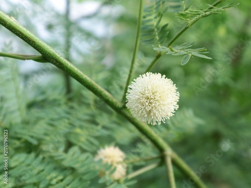 Foto Close up of a white round flower head of Leucaena leucocephala blooming on a gre