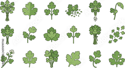 Parsley Cilantro Herb Icon Set with Fresh Leaves, Bunch, Sprig, Chopped, Seeds, and Flower for Cooking, Recipe, and Organic Food Designs