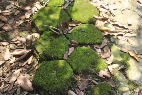 Foto dry leaves arround the mossy paving blocks