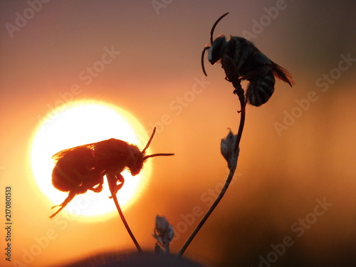 Obraz na plátně Two Bees Silhouetted Against the Sun on Plant Stems at Golden Sunset