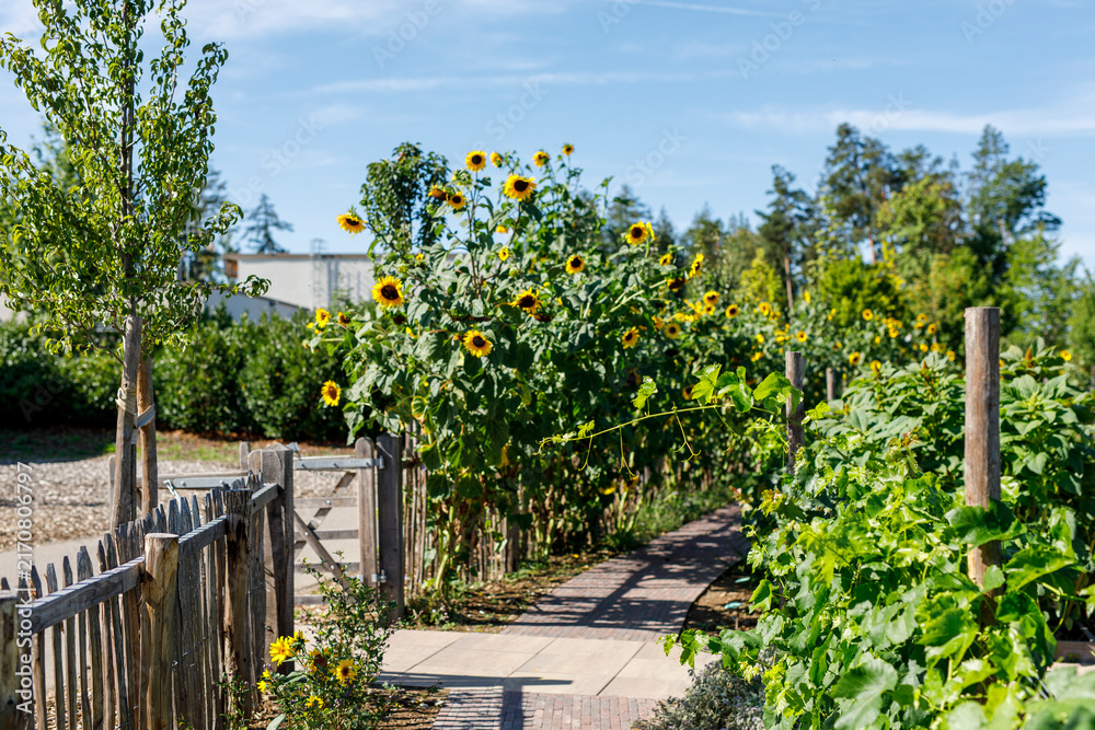 Fototapeta premium A beautiful summer garden with a winding path, vibrant sunflowers, and lush greenery under a blue sk