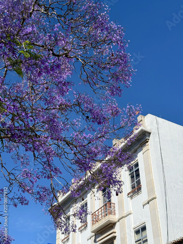 Fotografie Purple jacaranda tree blooming against white building and blue sky