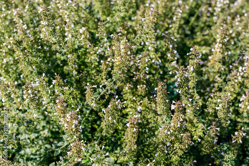 Cuadro en lienzo Close-up of lush green catnip plants blooming with small white flowers, attracting a busy bee