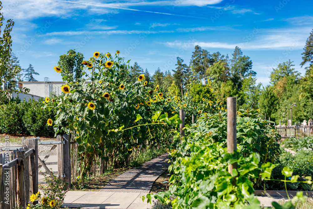 Fototapeta premium Vibrant sunflowers line a sunny garden path, with lush greenery and a bright blue sky overhead.