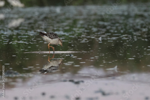 Fotografie ruff