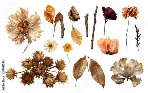 Set of dried pressed preserved dry flowers twig leaf leaves plant petal bud foliage sticks, for home and floral decor crafts artwork, on transparent cutout, PNG file. Many design Mockup template      
