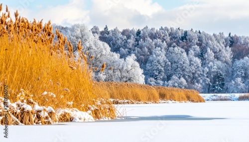 Frozen river with reeds and snowy forest