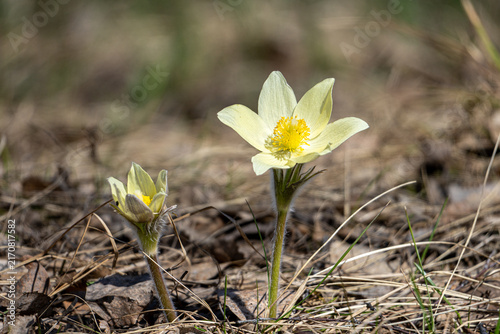 Canvastavla Two spring pasqueflowers (Pulsatilla patens) at different blooming stages: open