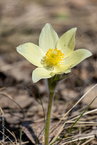 Foto Close up of an open pasqueflower (Pulsatilla patens) with bright yellow center i