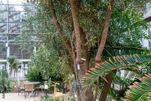 Vibrant green plants and trees thrive in a serene botanical garden with a glass greenhouse and outdo