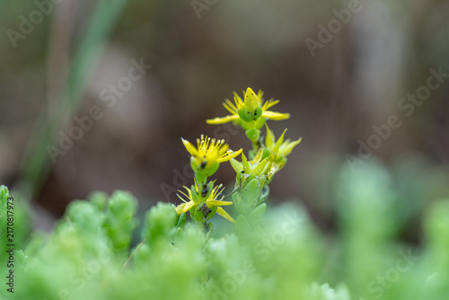 Fotografía Bright yellow flowers of biting stonecrop (Sedum acre) close up on a blurry gree