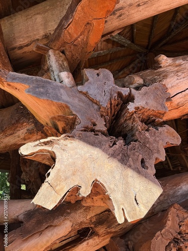 Massive Tree Trunk Cross Section with Natural Wood Texture