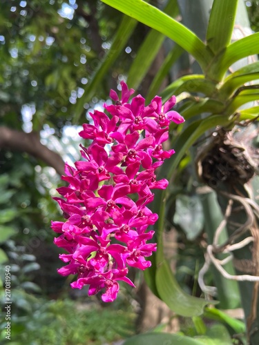 Vibrant Magenta Tropical Orchid Blooming in Lush Green Garden