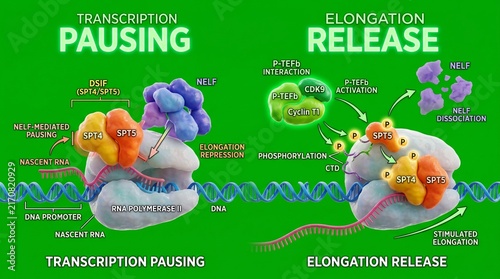 DSIF protein complex mechanism showing transcription pausing and elongation release process