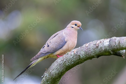 Canvastavla 01081-01215 Mourning Dove (Zenaida macroura) Marion Co. IL