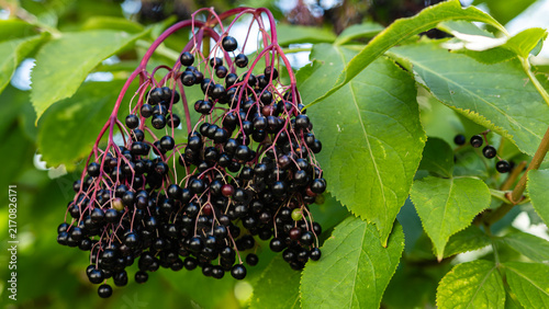 Bild auf Leinwand Black elderberry clusters hanging on branch with green leaves