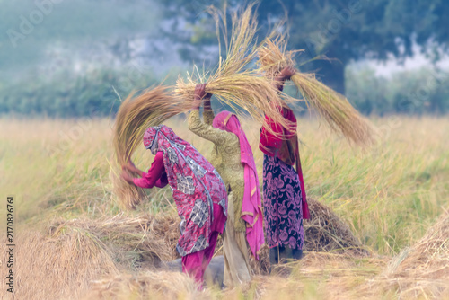 Sialkot, Punjab, Pakistan - 11 March 2014: View of women in traditional clothing harvesting rice in a field, manually threshing the stalks against the ground to separate the grain.