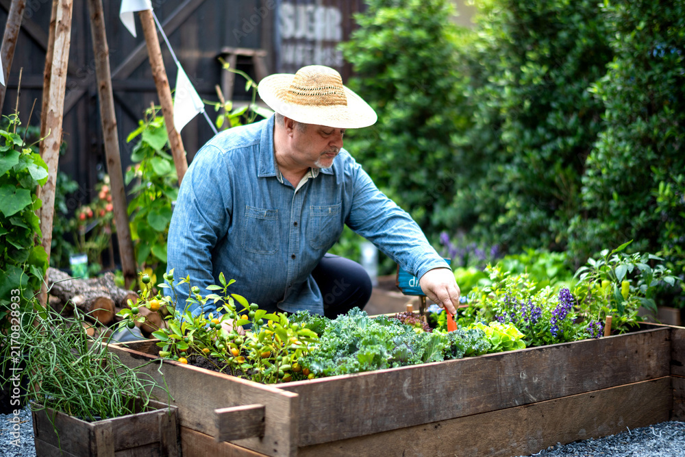 Naklejka premium Man gardening in raised bed