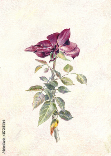 Canvas Print Botanical illustration of a dark red rose loosing its petals; colored pencils drawing on elegant vintage textured background