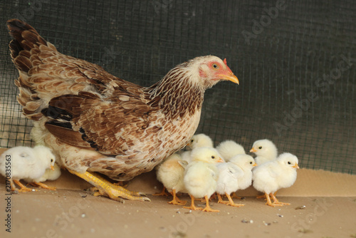Mother hen with baby chicks in the cage.