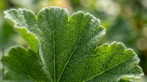 Highly detailed macro view of textured scalloped foliage with tiny soft hairs and intricate green organic veins botanical close up background rose geranium leaves plant botany foliage